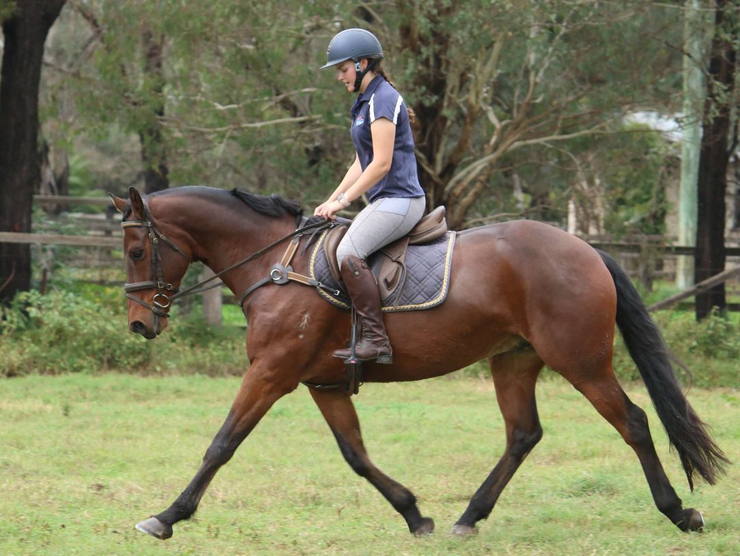 Performance Horses | Asham Connemaras | Scone - NSW